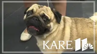 Tips for training your dog at State Fair
