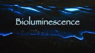 Sea Sparkle: Noctiluca scintillans (Bioluminescence) - Nature 4K