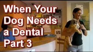 What Happens When Your Dog or Pet Needs a Dental (Part 3) - Tai Wai Veterinary Hospital