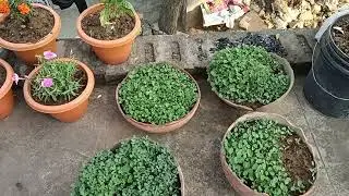chhat per gardaning।। terrist gardaning  prem singh tech