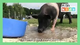One Adorable Pig's Wonderful Transformation | Animal Rescue Video | Animal Videos | @PETAKids