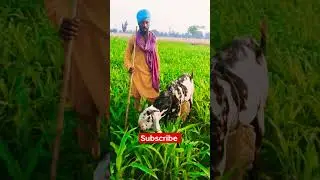 best ❤️beetal male goat 💚Chari time 🌱  bhagu farming
