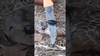 BATU PERMATA INI SANGAT MAHAL❗#videoviral #ular #perhiasan