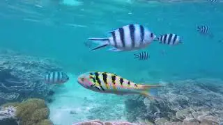 097 - Snorkeling &agrave; l'&icirc;le de Rodrigues, &agrave; l'aquarium en face de l'Anse Mourouk