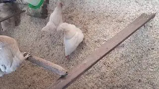 HOW TO IMPROVE CHICKEN EGG PRODUCTION.