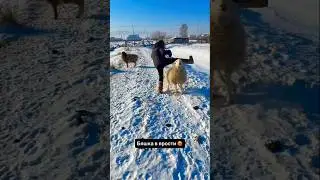 Баран, который любит людей.