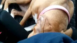 Dog misses dad