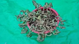 How To Revive Dying Fittonia Plant|| Best Soil Mix For Indoor plants@MultipleGarden