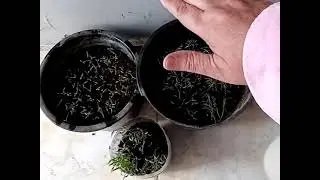 ابسط طريقه لانبات وزراعه بذور الشبت والبقدونس والكسبره الخضراء في المنزل @user-zozo123