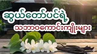 စွယ်တော်ပင်၏ သဘာဝ ဗဟုသုတ | Orchid Tree Natural Wellness & Cultural Uses