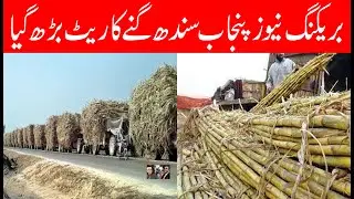Big news Today sugarcane near Rs.500 | Good news on sugarcane rate pakistan|گنے کا ریٹ اچھی خبر