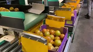 Sorteermachine tomaten