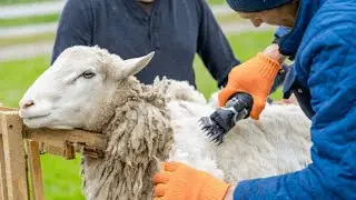 How raw sheep wool is made into yarn ? / Raw sheep wool processing step by step / Processing of wool
