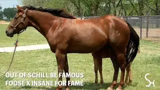 Famous Georgia | Barrel Horse For Sale