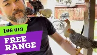 The Mini Chicken Tube Log 018 - Free Range