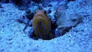 Blue Spotted Jawfish (Opistognathus rosenblatti) in the home aquarium.