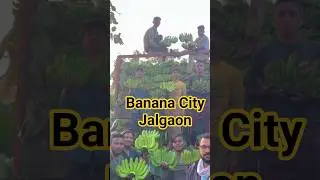 👑🍌🍌👌🥶Best Quality Banana #bananacityjalgaon #banana #viral #trending #reels #jalgaon #india
