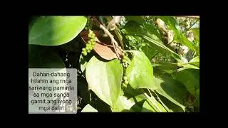 Paminta o Black Pepper: Harvest Time