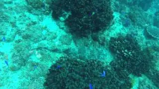 Bond University Scuba Club Promo Video 2014