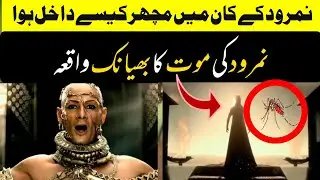 How Did a Mosquito Enter Nimrod's ear #namrood#islamicstory#hazratibrahimkawaqia#RQTV