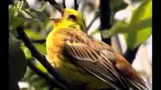 Goldammer