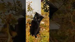 Cute cat in garden 🌿😺💕 #cats #feline #catshorts #catlovers