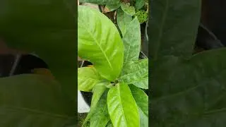 Anthurium Hookeri