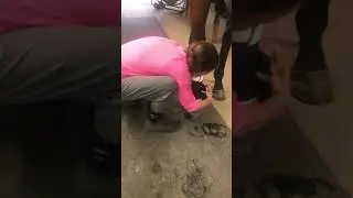Wrapping horses leg with cellulites