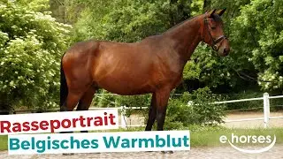 Das Belgisches Warmblut im Rasseportrait