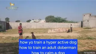 how to train a hyper active dog | how to train a doberman |D resort jodhpur best dog training center