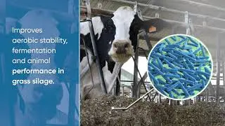 Inoculants: A more sustainable solution vs Chemical Acids