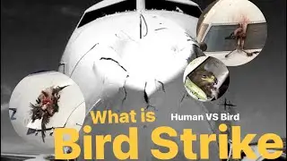 What is Bird Strike?อะไรจะเกิดขึ้นเมื่อเครื่องบินชนนก