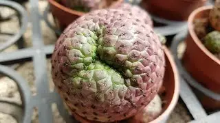 Purple Cactus