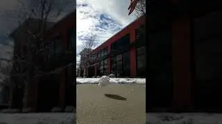 Snowball Drop in Slow Motion