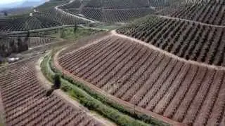 baika Chilean Fruit (Video muestra)