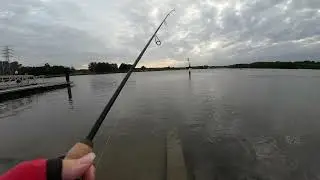Quick flick at the local with the  Risky Critter #sydneyfishing #flathead