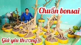 A Tí 📲 O979427OO3 giao lưu phôi mai vàng vườn chuẩn bonsai giá rẻ 28/12 Chợ Gạo (@MaiVàngQuêDừa)