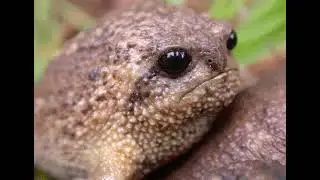 Sad Frogs for when you are sad