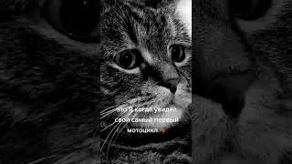 Альфа 110. А какой у вас первый был мотоцикл?