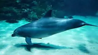 Ocean Calm | DREAM AQUARIUM 4K - Marine Life, Fish Tank Sounds for Deep Sleep