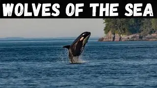 Killer Whales: The Wolves of the Sea