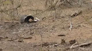 Honey badger