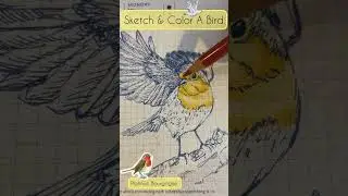 SKETCH A ROBIN BIRD with Platinum #3776 Century Bourgogne ( SF nib)