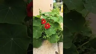 red orange yellow nasturtiums #flowers #colors #garden #organic #nature #peace #shorts
