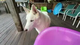 Libby,Bruno,Walker,Duke,Kirby,Love,Gnar,Molly,Franklin,Kirra, (Wed.)