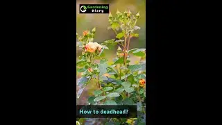 Promote new growth, shoots in rose by deadheading buds and flowers - Tips to get more rose blooms
