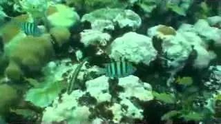 Cozumel April 2011 - Snorkeling Tour