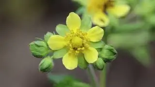Sticky Cinquefoil
