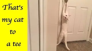 50 Funniest Cat Tweets That&rsquo;ll Make You Laugh Out Loud