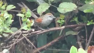synallaxis subpudica -Silvery-throated spinetail - pijui de Cundinamarca #bogotensis #sumatealbosque